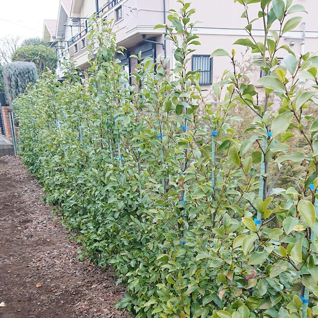 オガタマ（地植え）