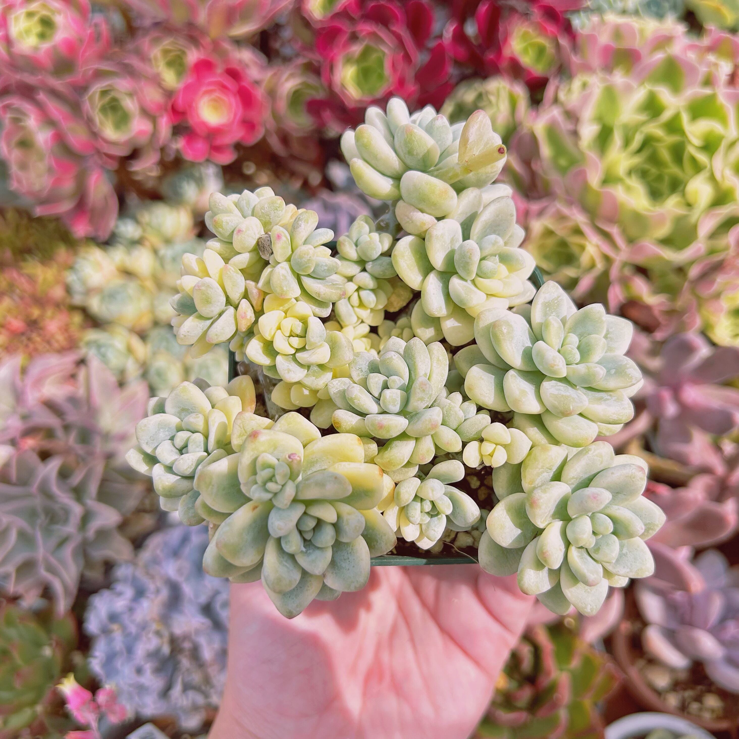 #2214現物　多肉植物    ラウル錦　特大