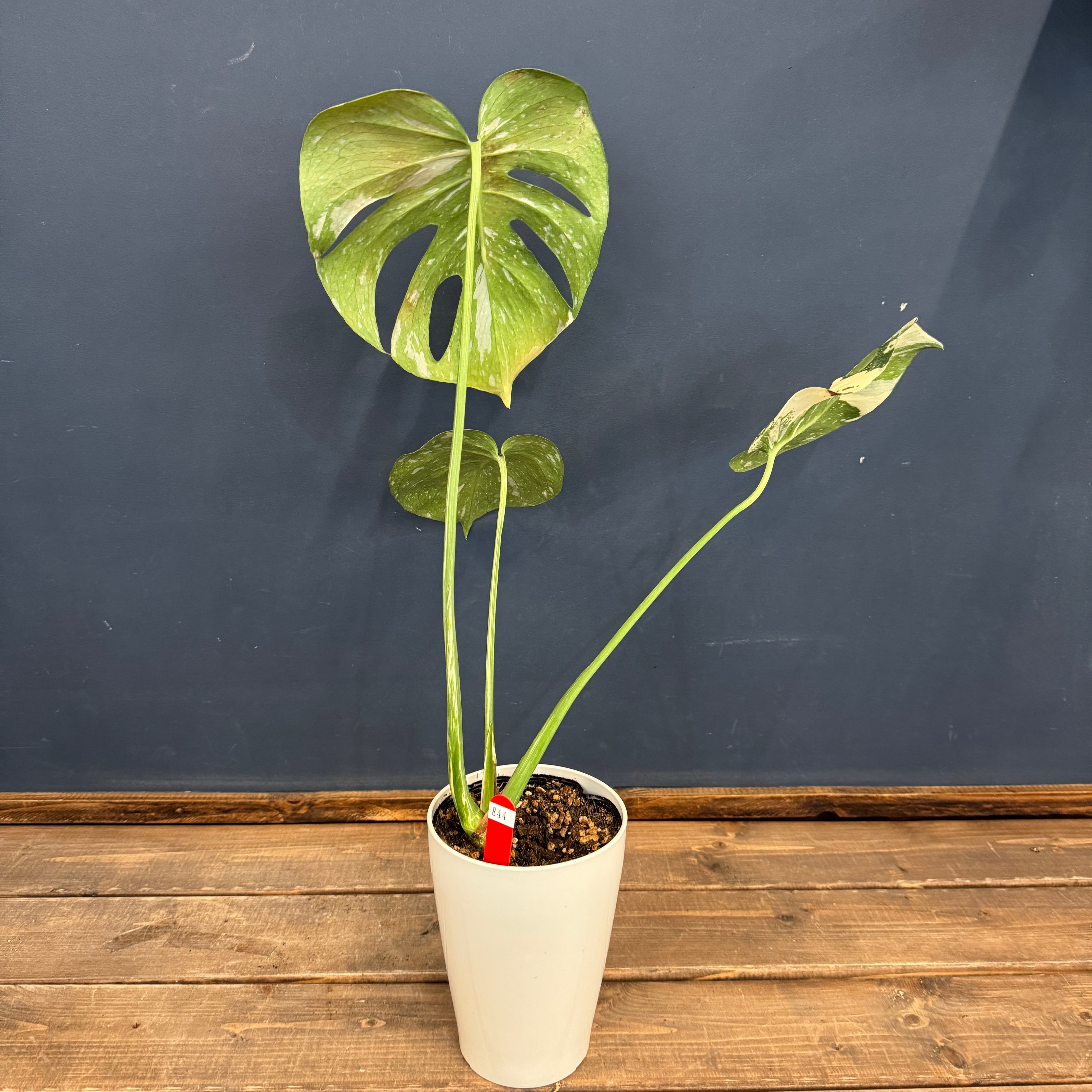 【12/16まで送料込み】モンステラ　タイコンステレーション 楽天市場】『斑入りモンステラ「タイ コンステレーション」』 2.5号