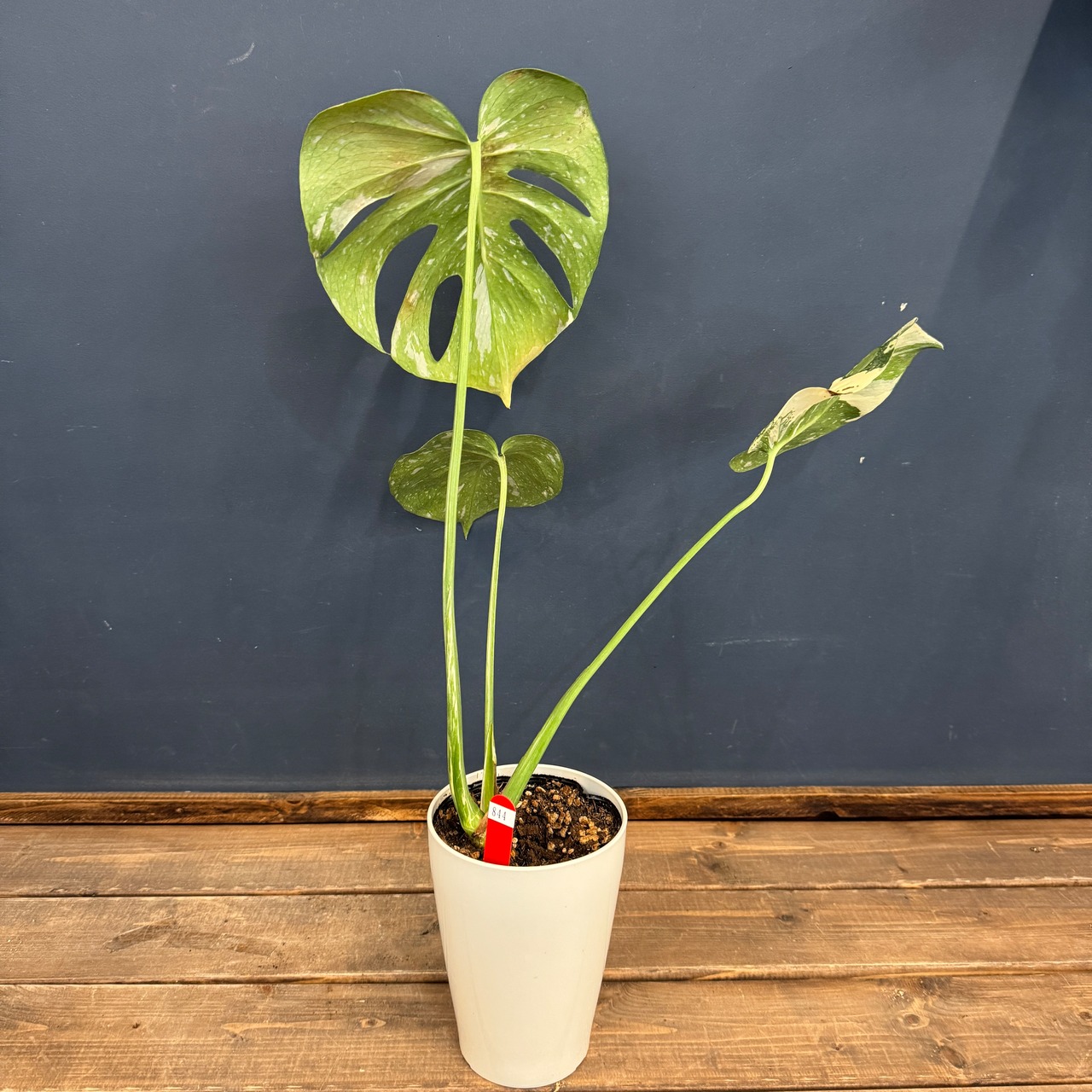 【クリアランス】モンステラ　タイコンステレーション【844】