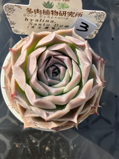 【現物商品】hyalina,Santo Domingo（実生選抜）③