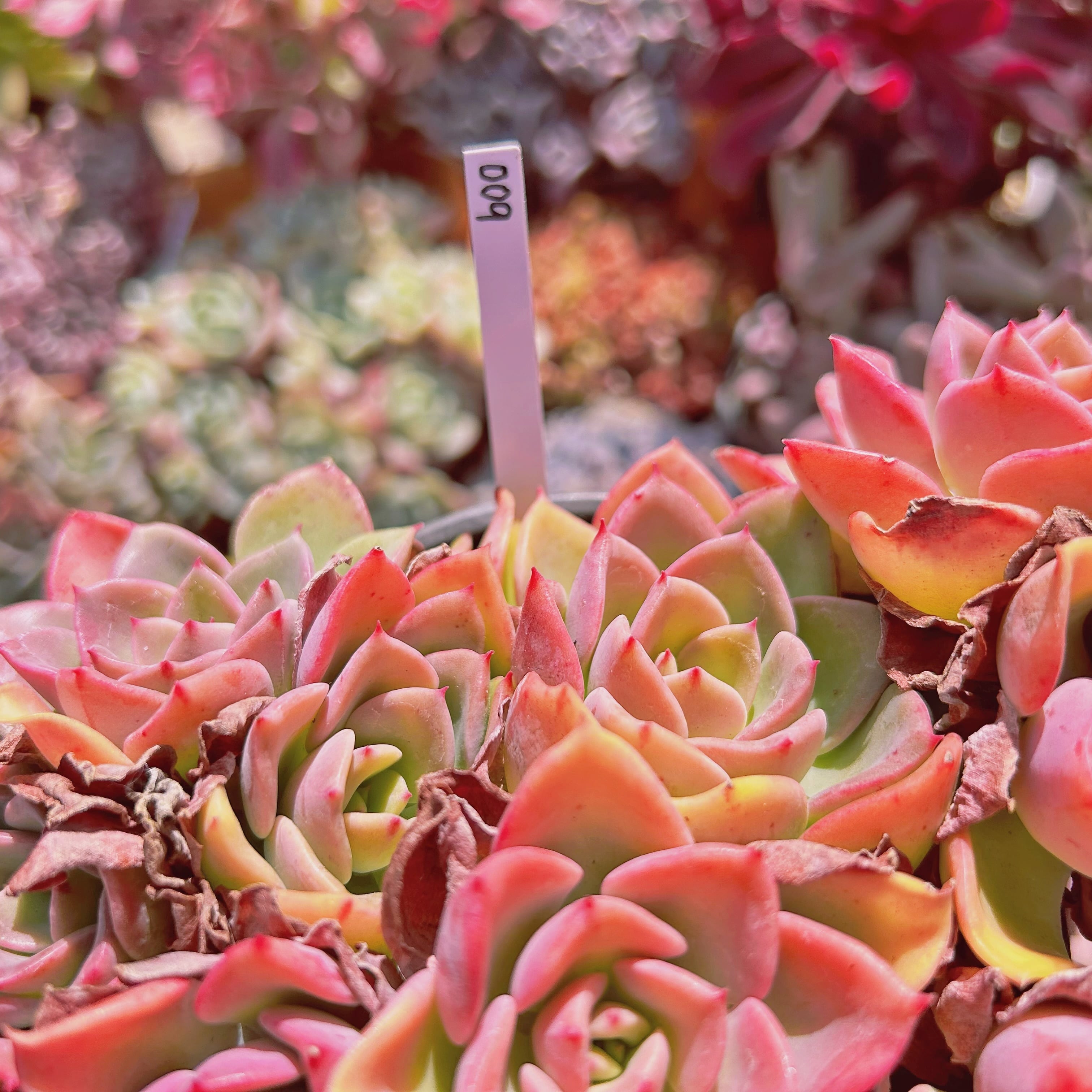 009現物 多肉植物 ノーブル 特大 | るる農園~多肉植物専門