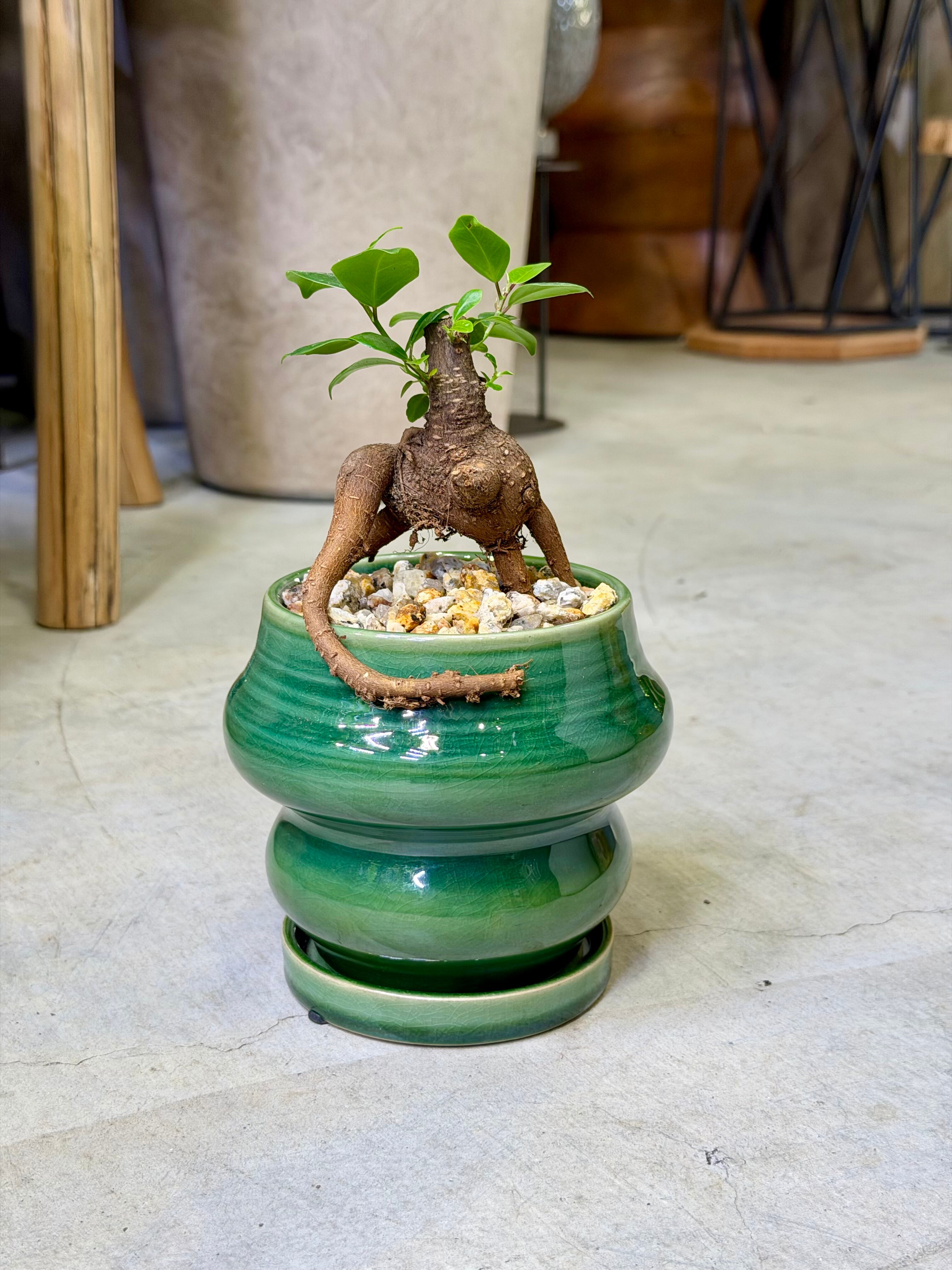 ガジュマル・ベビーリーフ | barrelplants_BONSAI