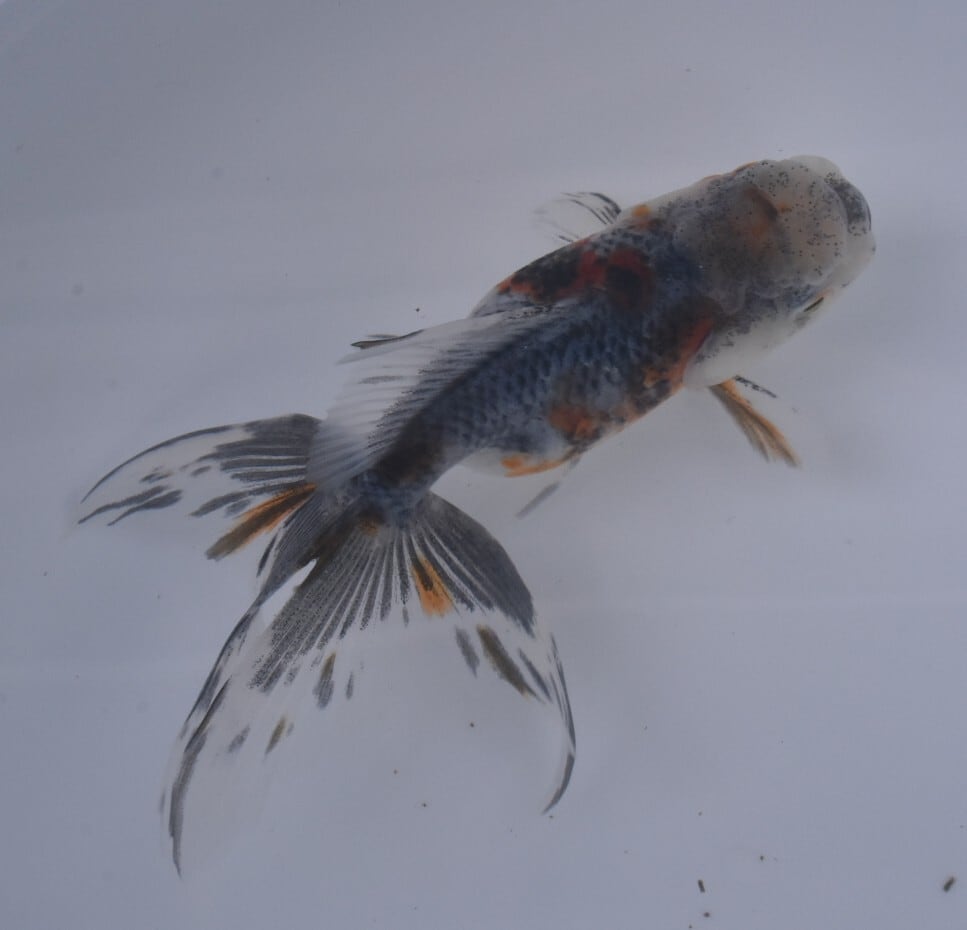 鈴木系五色東錦 | 〈金魚専門店〉fishfarmjp1