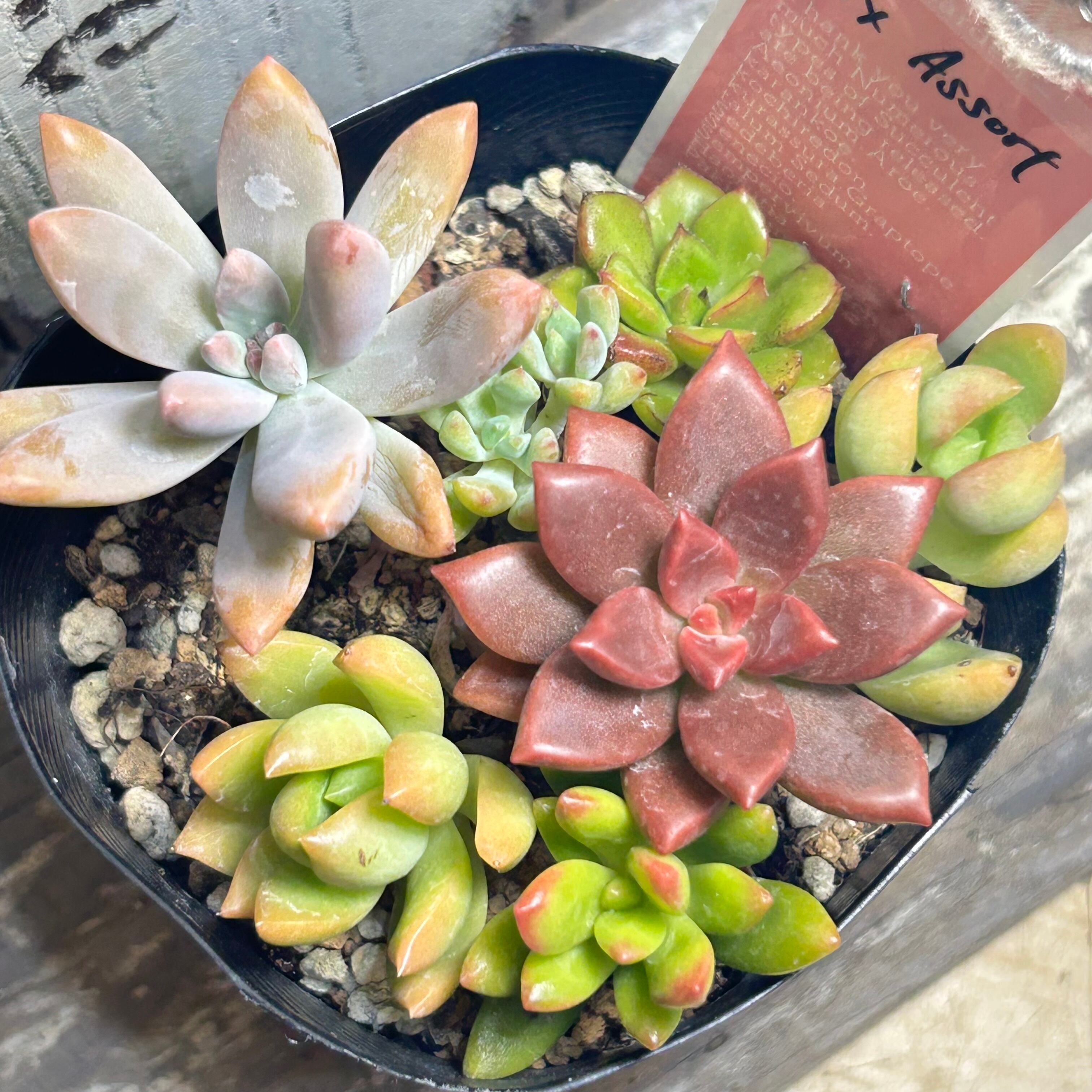 寄せ植え | RuPo 多肉植物専門店