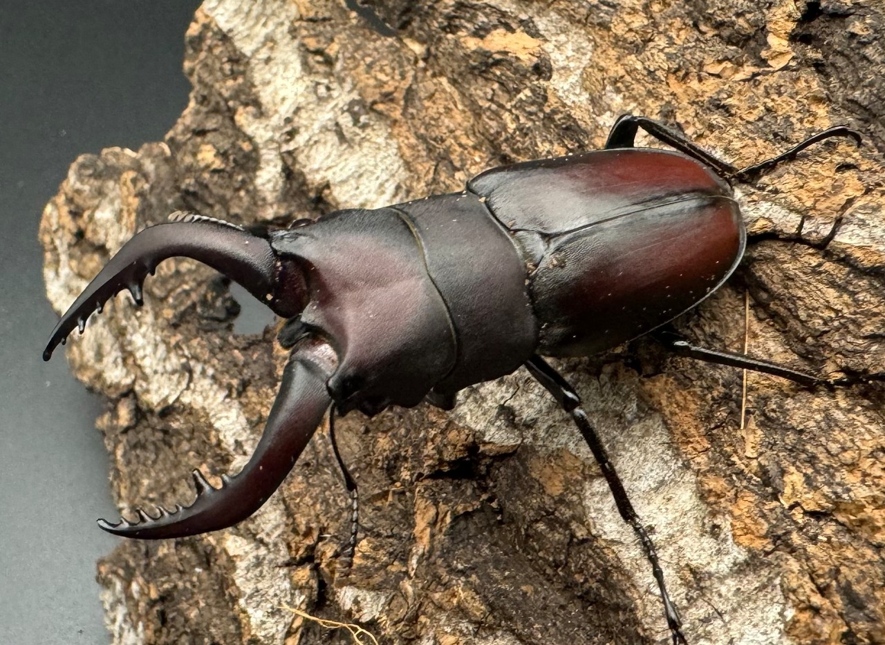 【WF1】《本土ノコギリクワガタ 八王子産 53.5mm ペア》