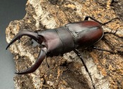 【WF1】《本土ノコギリクワガタ 八王子産 53.5mm ペア》
