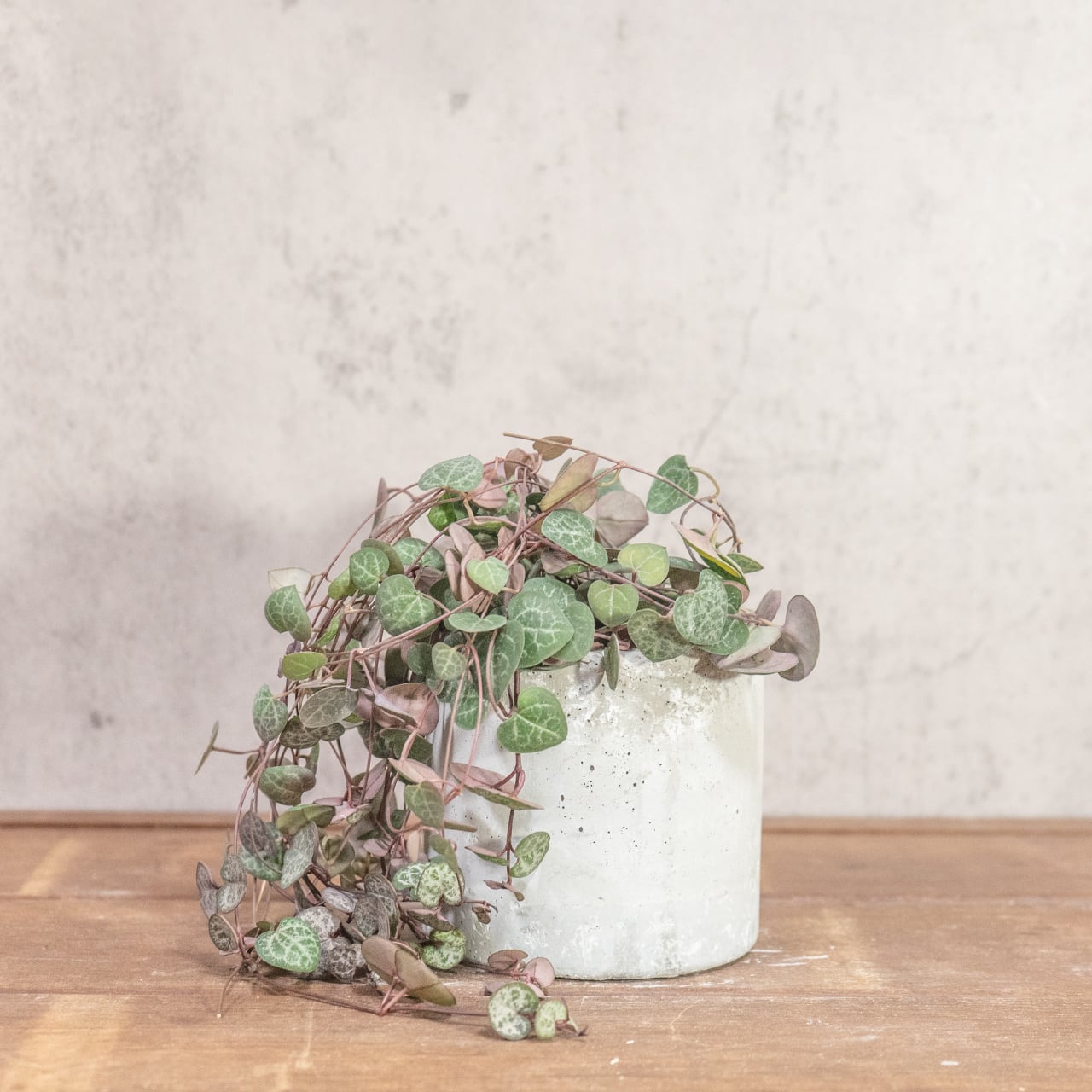 ハートカズラ|シルバーグリーンの葉模様が映える可憐なつる植物【手作りモルタル鉢】