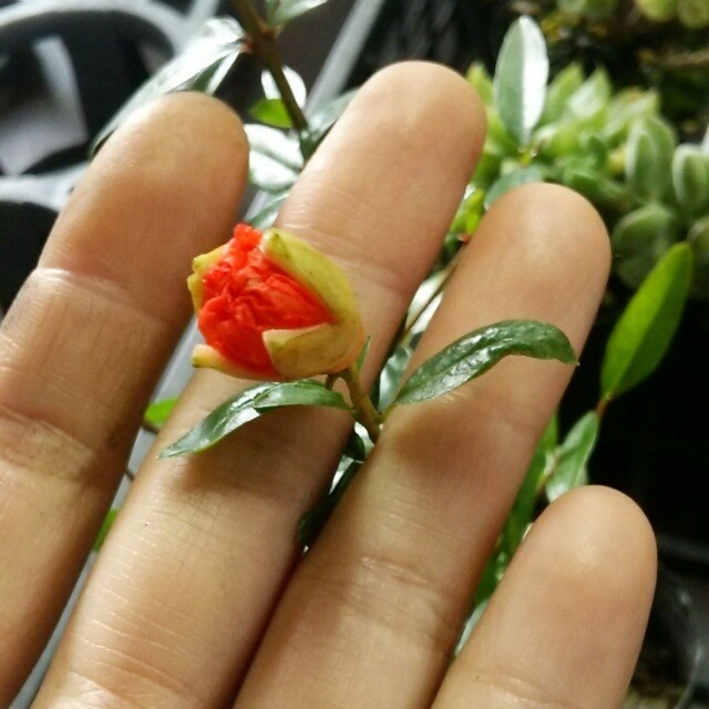 姫ザクロ10 5cmポット苗 Hanazukin 花ずきん 農家直送の花苗 シンビジュームの花束