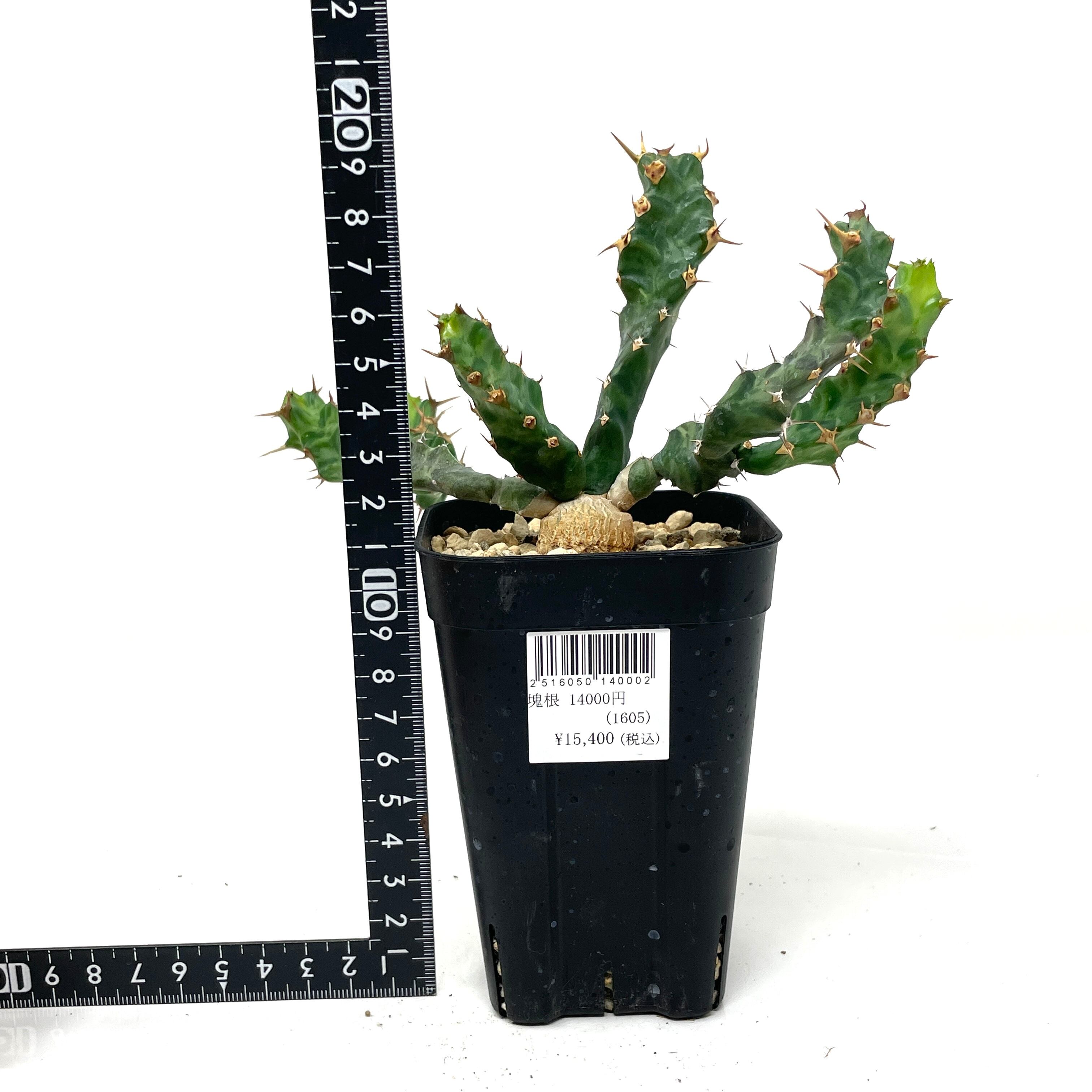 ユーフォルビア・ペルシステンス/Euphorbia persistens