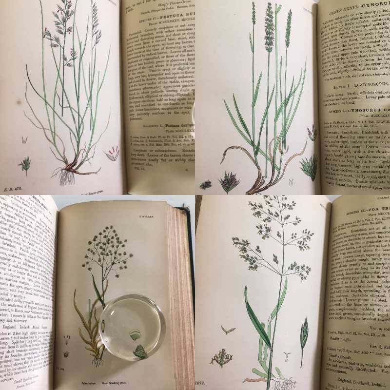 植物画 Sowerby English Botany イギリス 英国 植物図鑑 Vol 11 1872年 銅版画手彩色 カラープレート138枚 ボタニカルアート 博物画 Www Weblime Pt