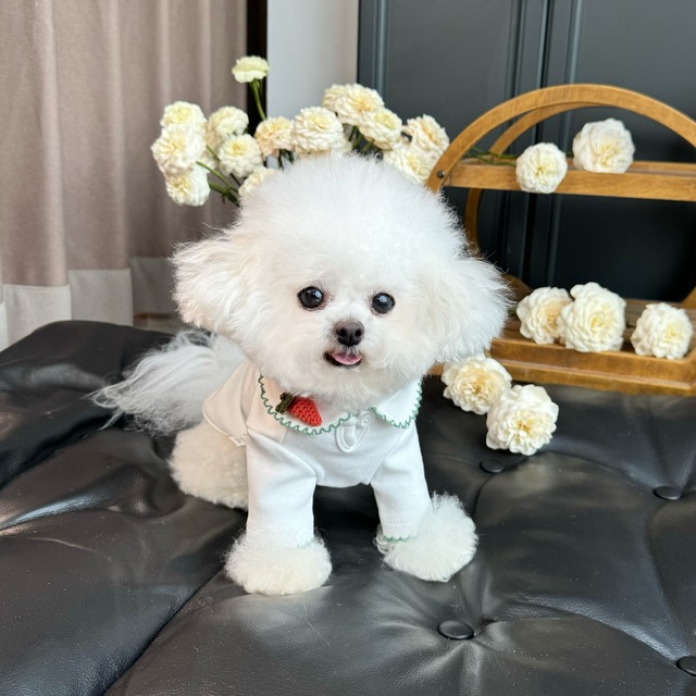 mini fruit collar tee