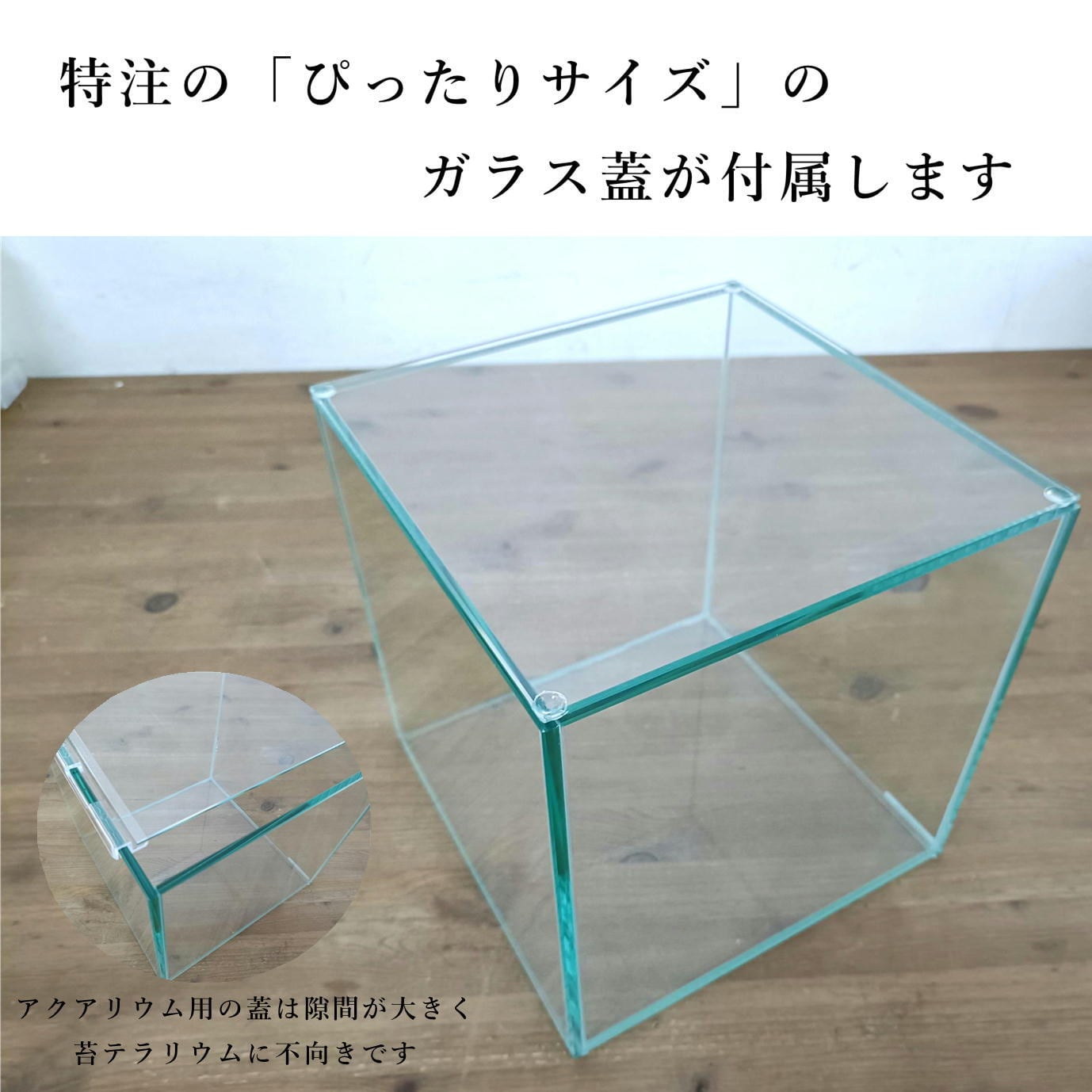 【メダカ飼育可能】苔テラリウム　20×20×24 メダカ飼育可能】苔テラリウム 20×20×24 メダカ飼育可能】苔