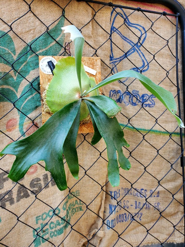 P. hillii Aor Chao spore #1【artPLANTs】ビカクシダ/Platycerium