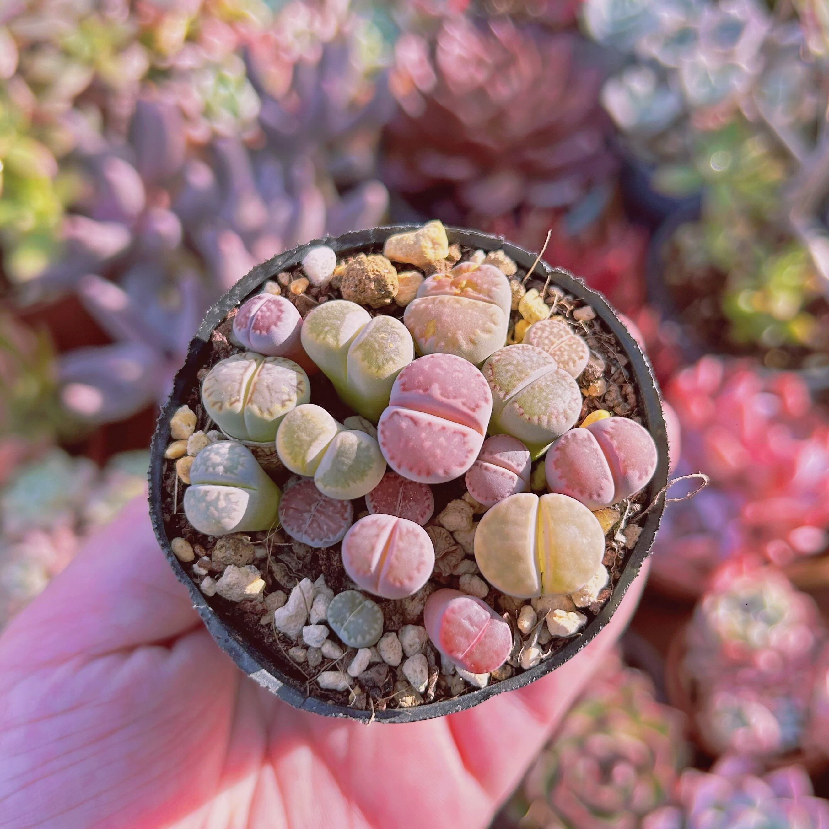 多肉植物　Lithopミックス(12~18苗)　抜き苗　鉢ごと発送