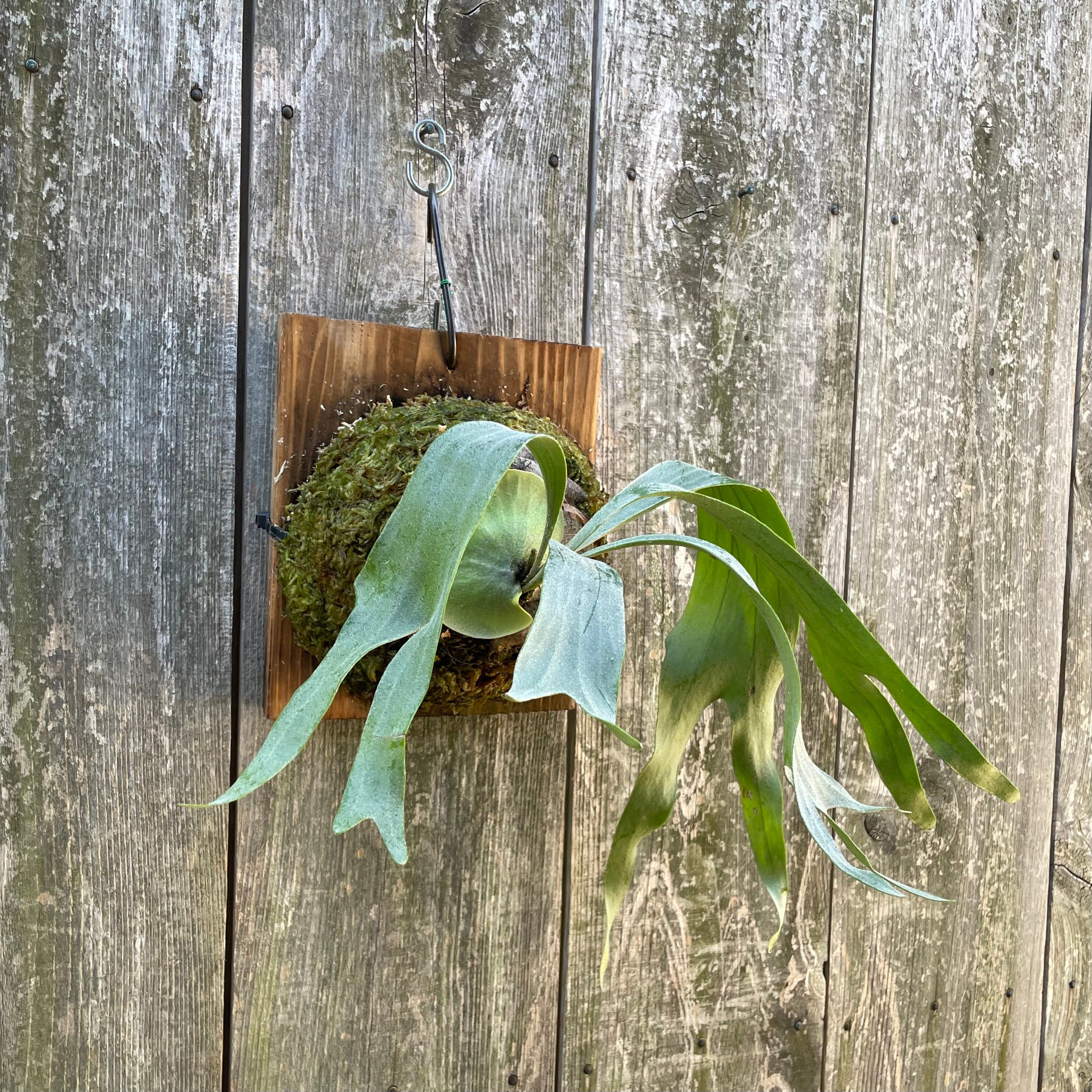 ビカクシダJenny 胞子 管理番号 A