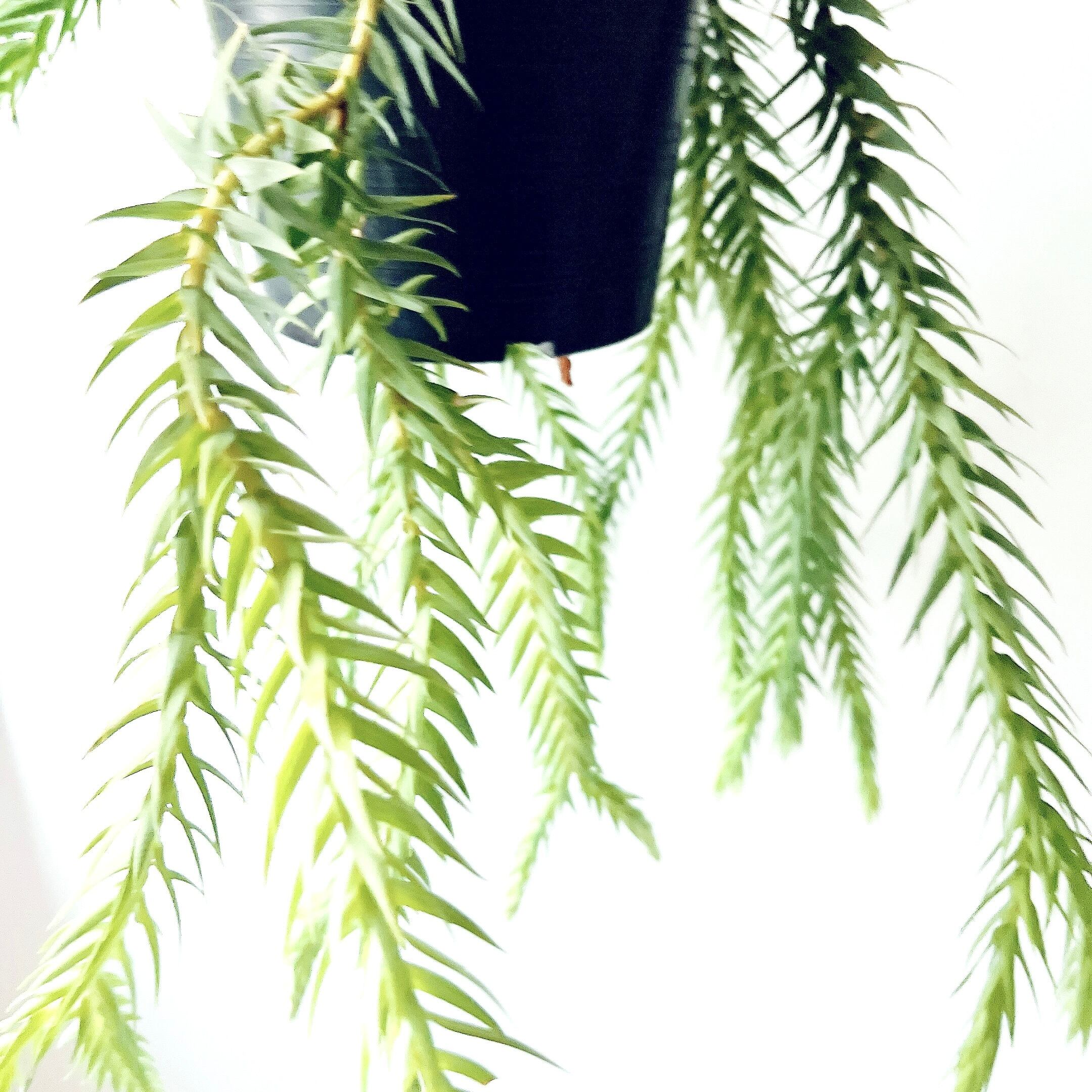 フペルジア ゴエベリー 青みがかったシルバーリーフ 観葉植物 室内 吊り下げ フペルジア ゴエベリー 青みがかったシルバーリーフ 観葉植物 室内