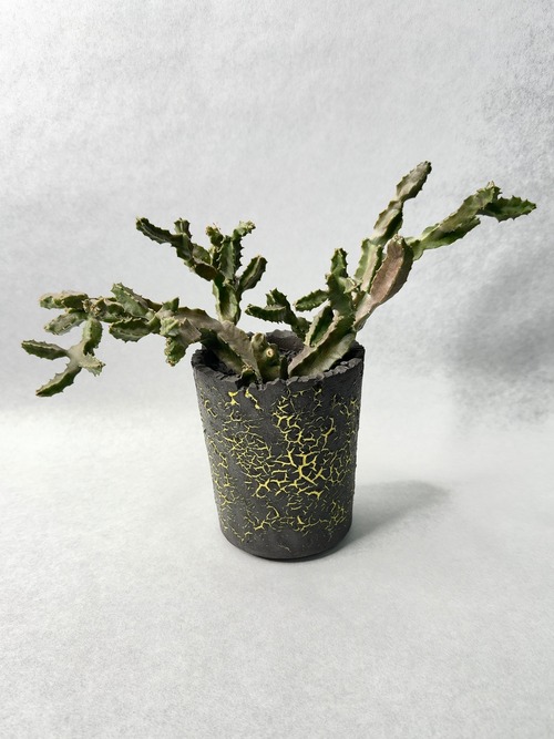 カラルマ・クアドラングラ