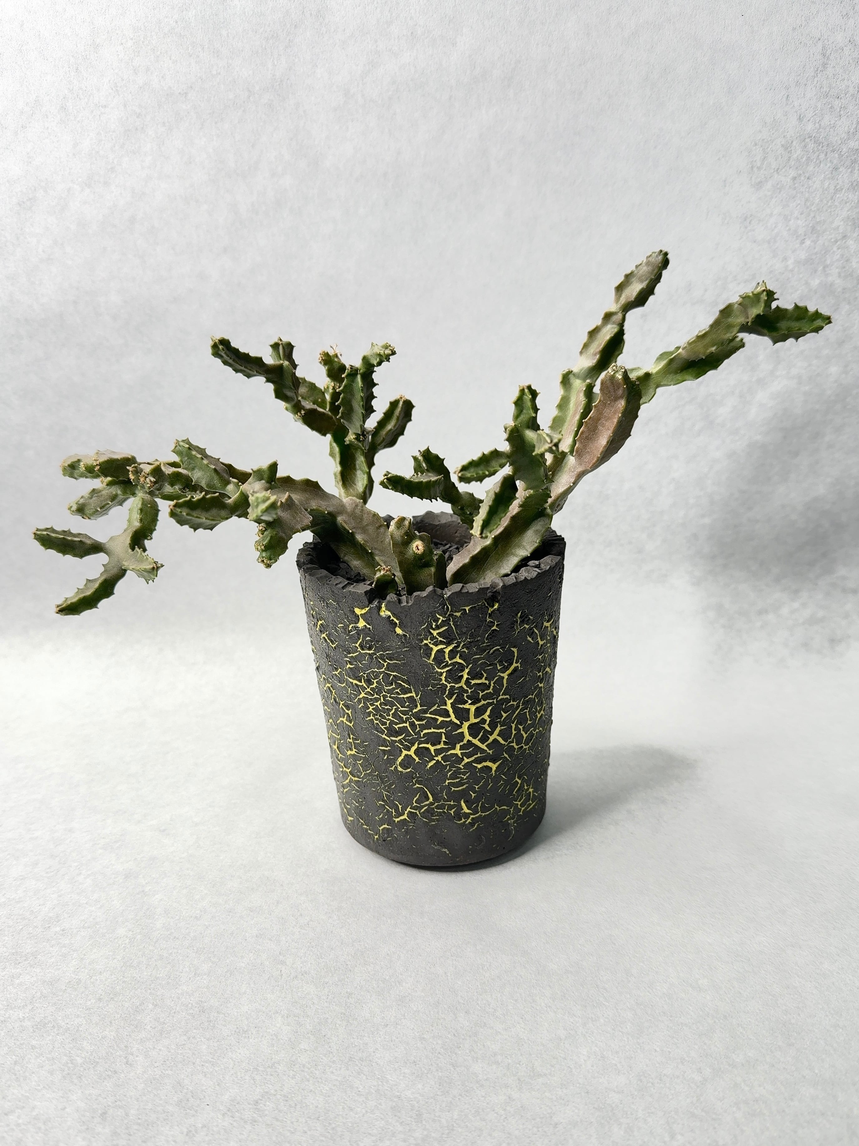 カラルマ・クアドラングラ