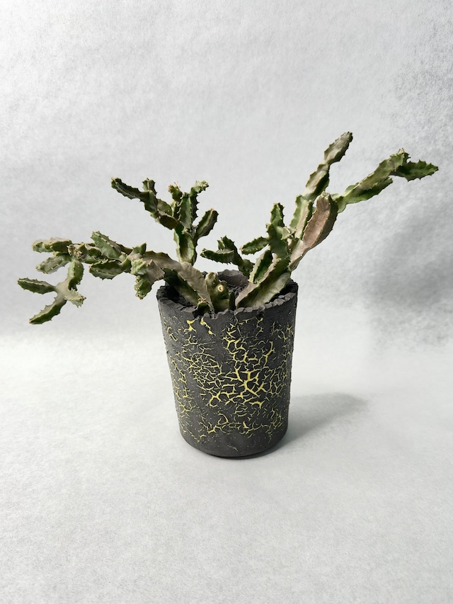 カラルマ・クアドラングラ