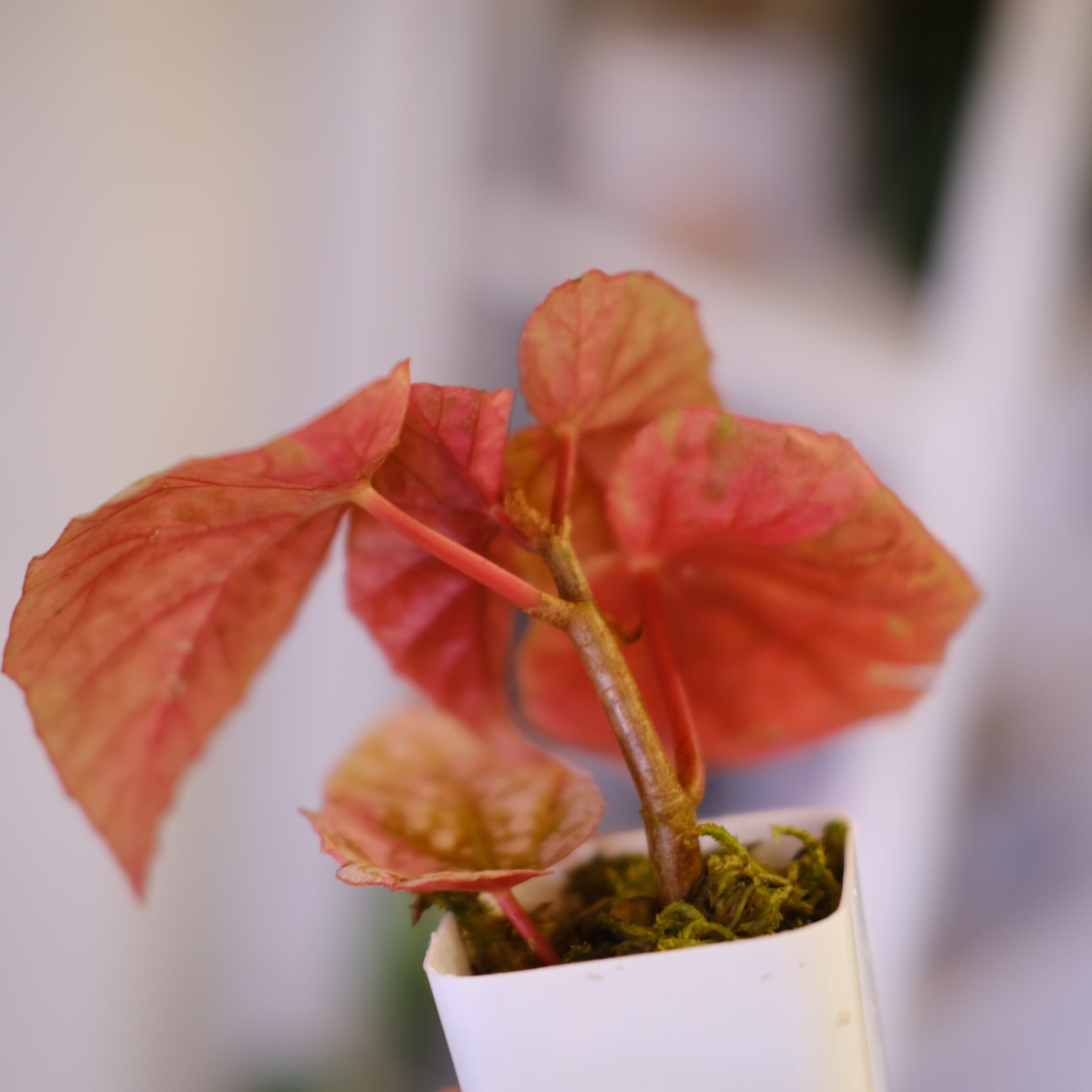 Begonia Snow Capped Variegata④｜ベゴニア スノーキャップド 斑入り