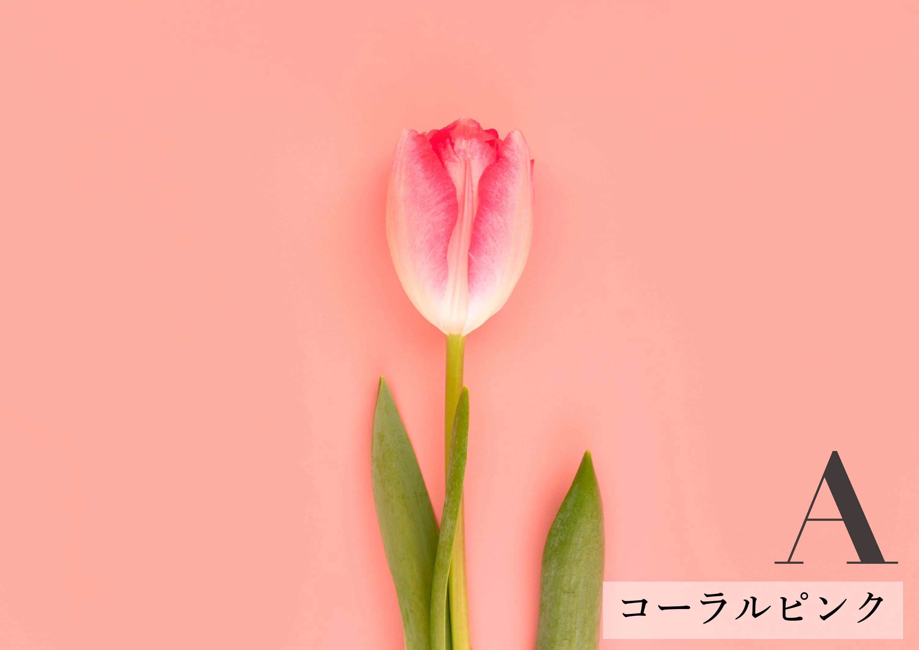 A2】Choose 3 Papers お好み3枚セット | Ambiance Paper | 小物撮影用