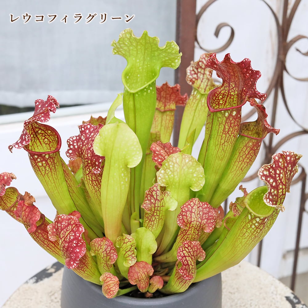 観葉植物 食虫植物 サラセニア 3.5号 レウコフィラ フィラデルフィア