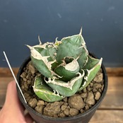 アガベ チタノタ 南アフリカダイヤモンド(SAD)【997】