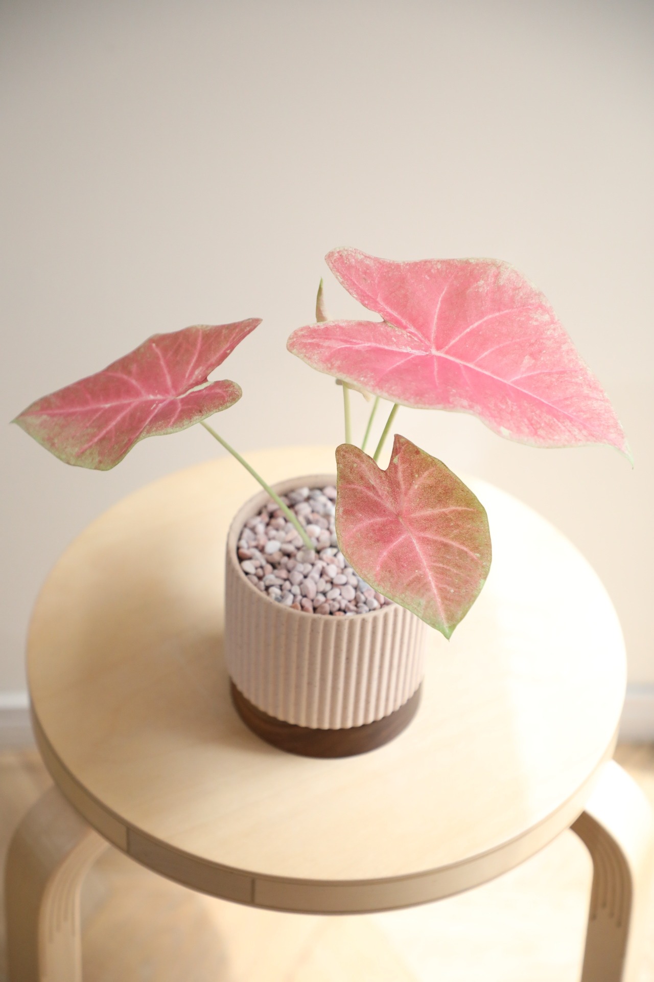 【S】カラジウム ピーチブロッサム フェアリー/Caladium