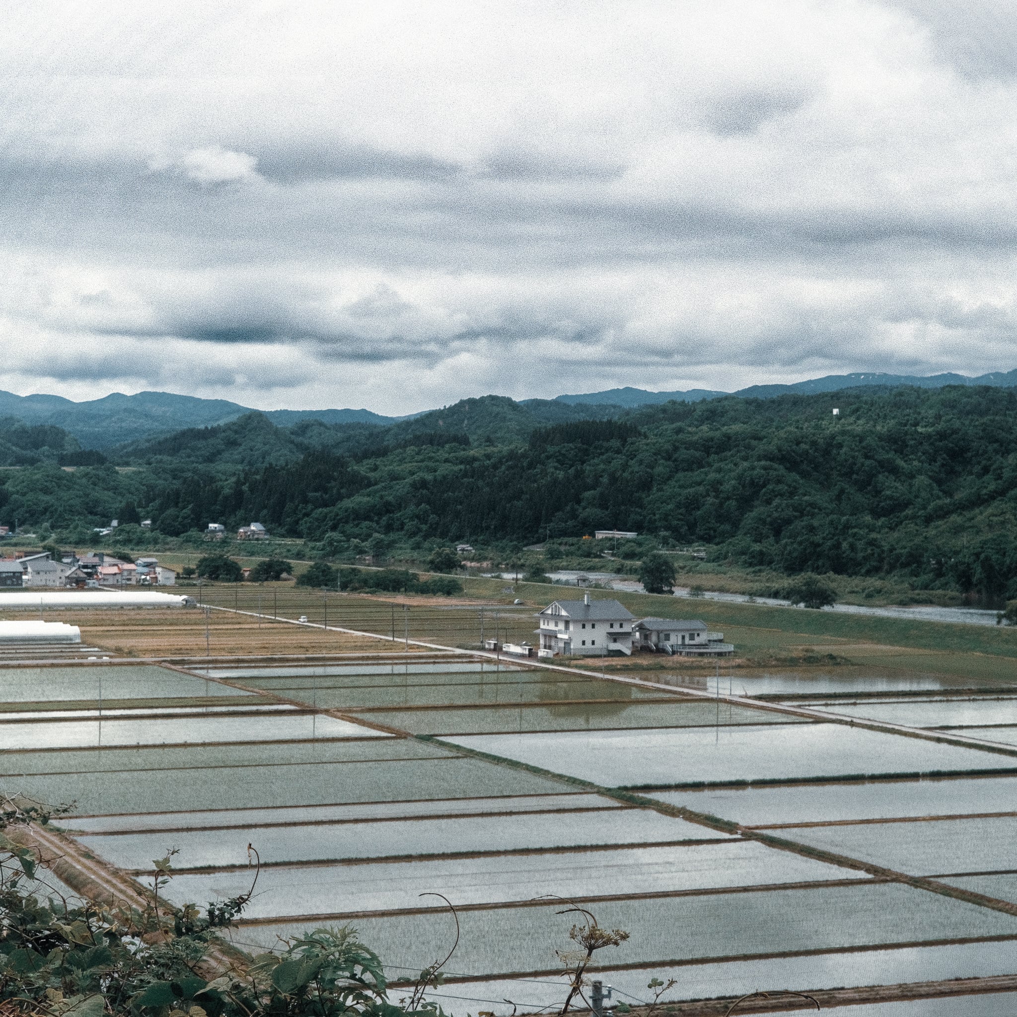 最高級 山形県大蔵村産】鴨の一羽セット | 農家直売 鴨のお肉屋さん