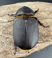 即ブリ《サタンオオカブト 99mm ペア》inohiro109氏ブリード個体