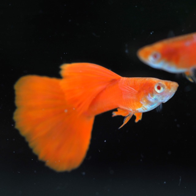 【セール】RREAフルレッド　2ペア＋おまけ2ペア＋種親メス1匹