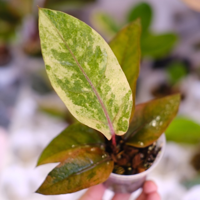 Anthurium Hookeri "Sweeta Pink Polkadot"｜アンスリウム フーケリー ピンク｜希少な交配種｜観葉植物