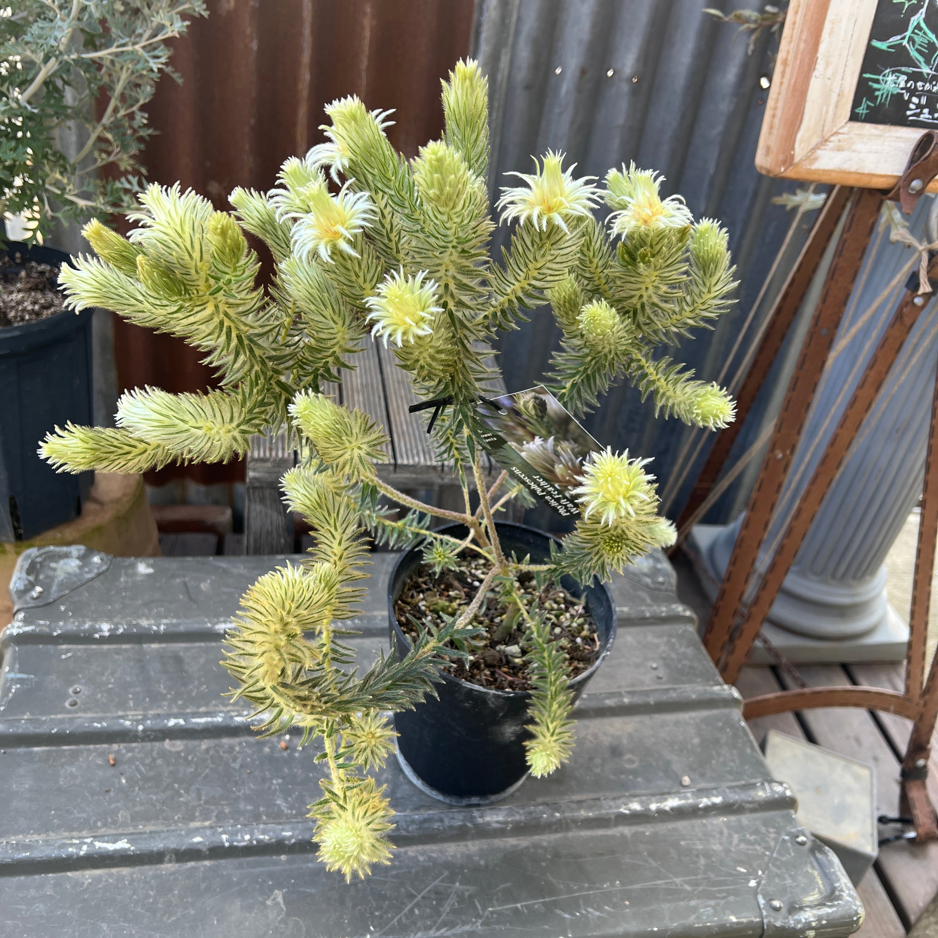 フィリカ プベッセンス ワフトフェザー⑥ | 沼ノ上農園