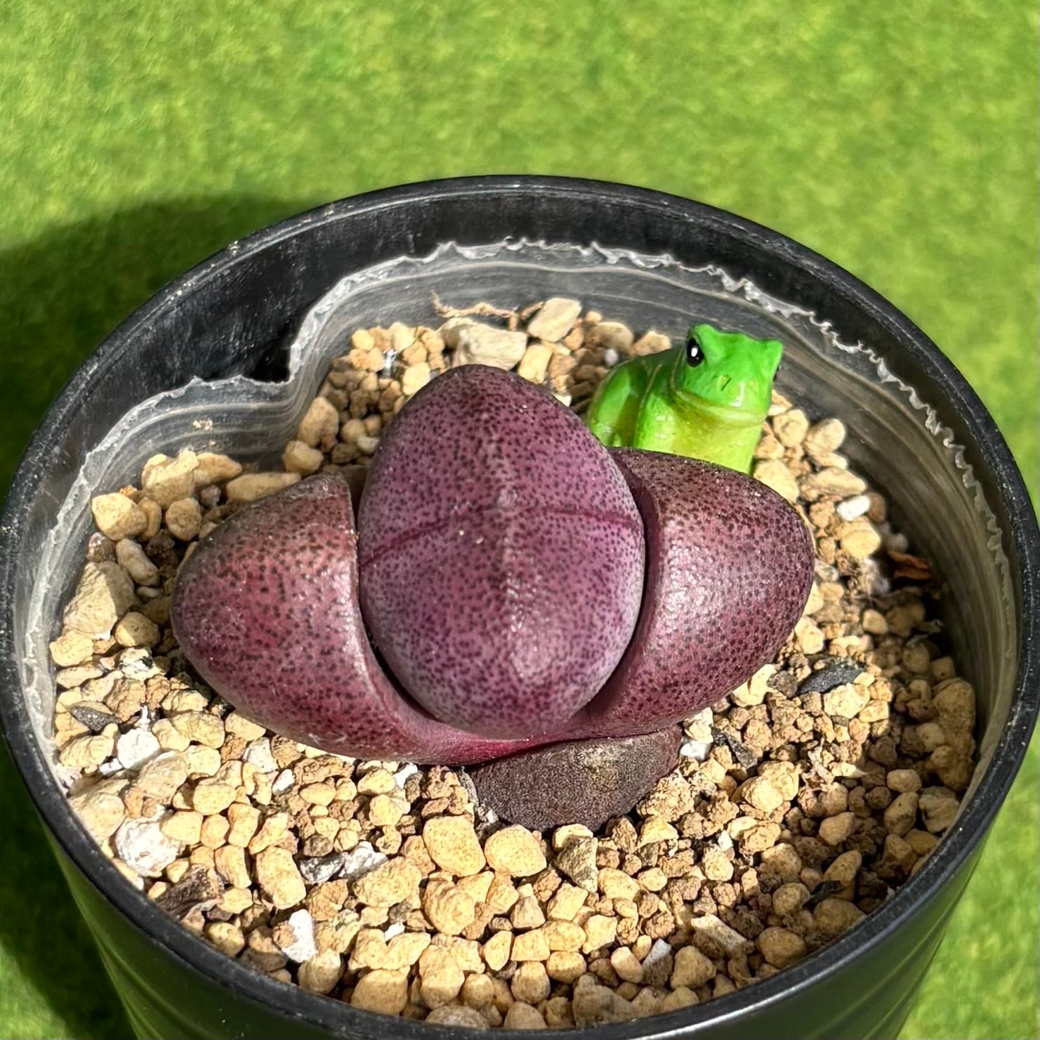 キャッツアイ錦 | 多肉植物 豆彦商店