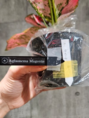 Aglaonema Magenta  アグラオネマ マゼンタ 【artPLANTs/PLANTS GARAGE】 アグラオネマ/Aglaonema