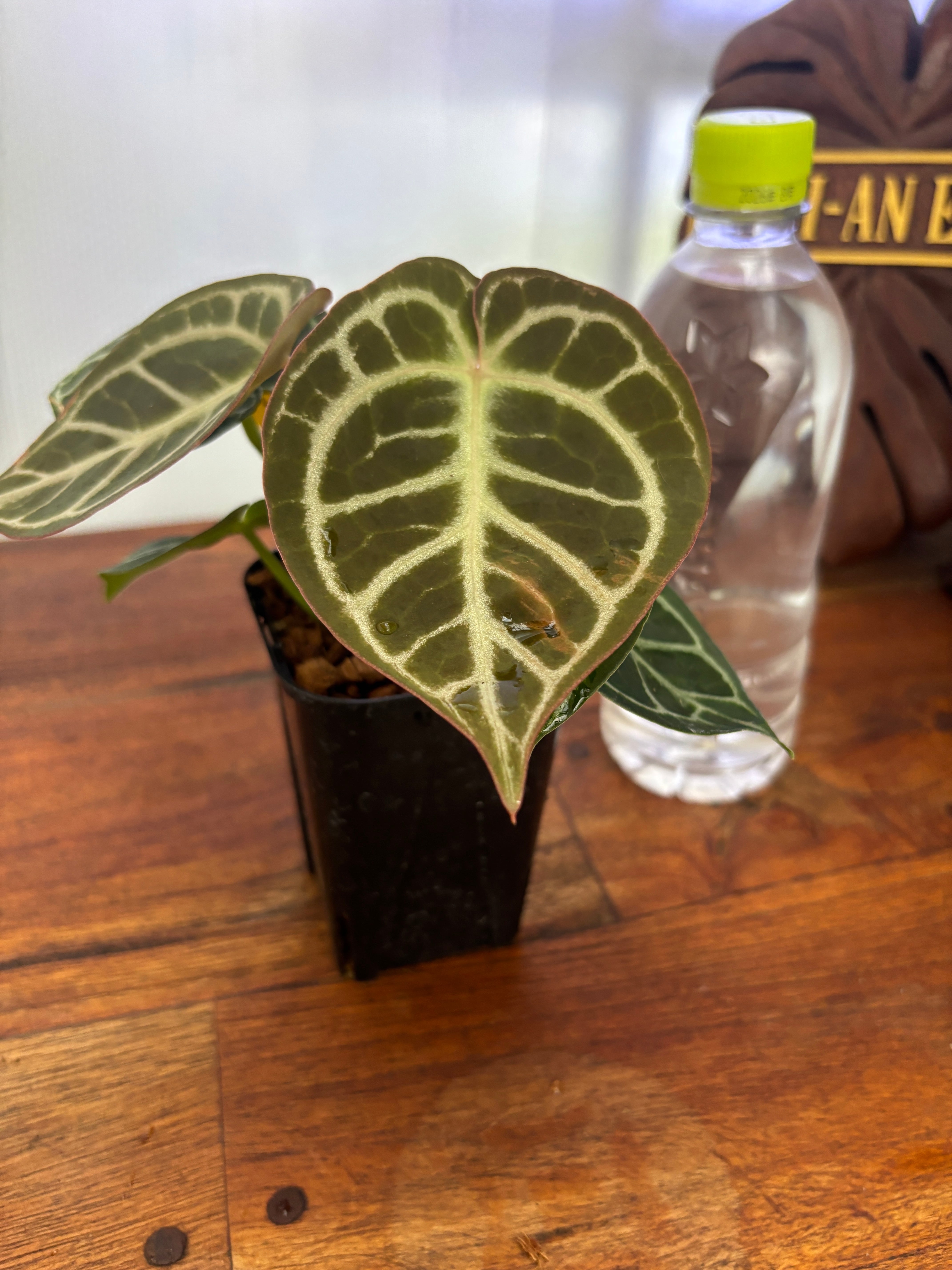 Anthurium | BALI-AN 園芸