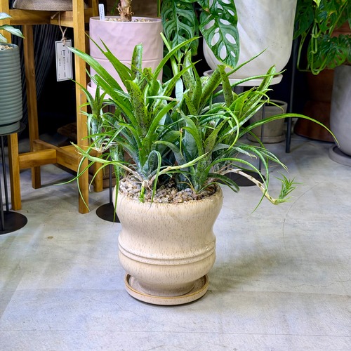 ネオレゲリア・パウシフローラ