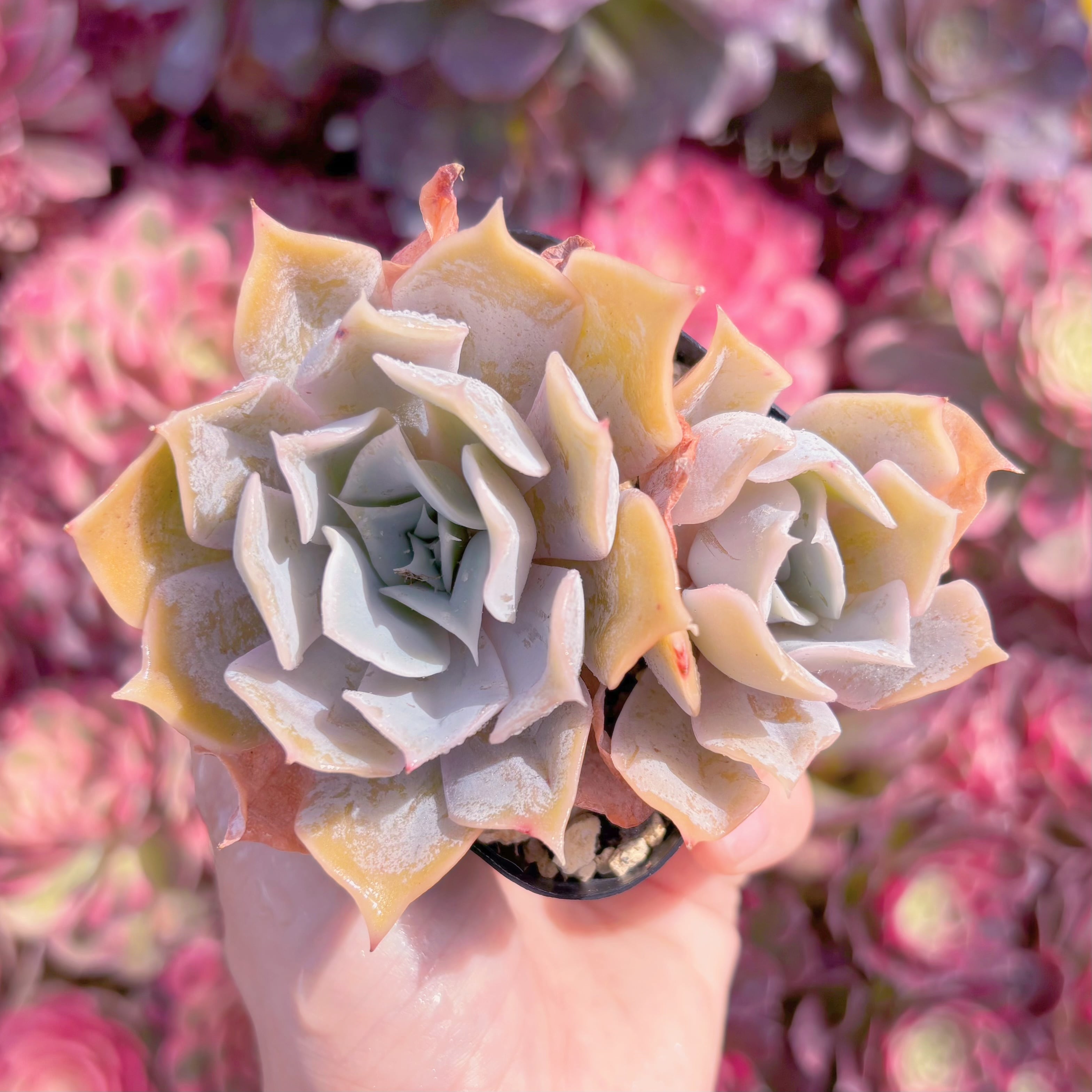 現品　タイニーバーガー#K224　群生　新入荷　るる農園