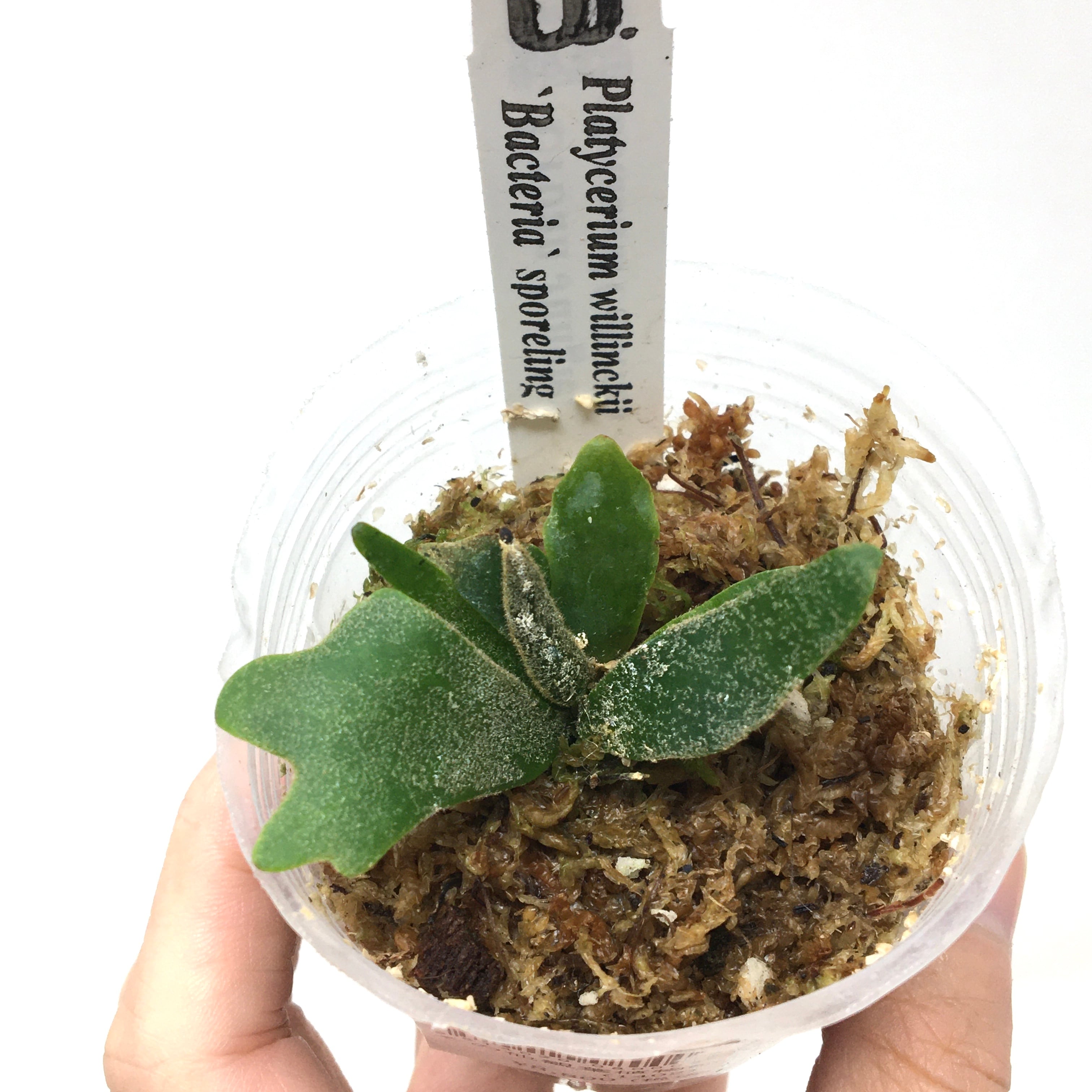 P.willinckii bacteria spore バクスポ バクテリア（P.willinckii  