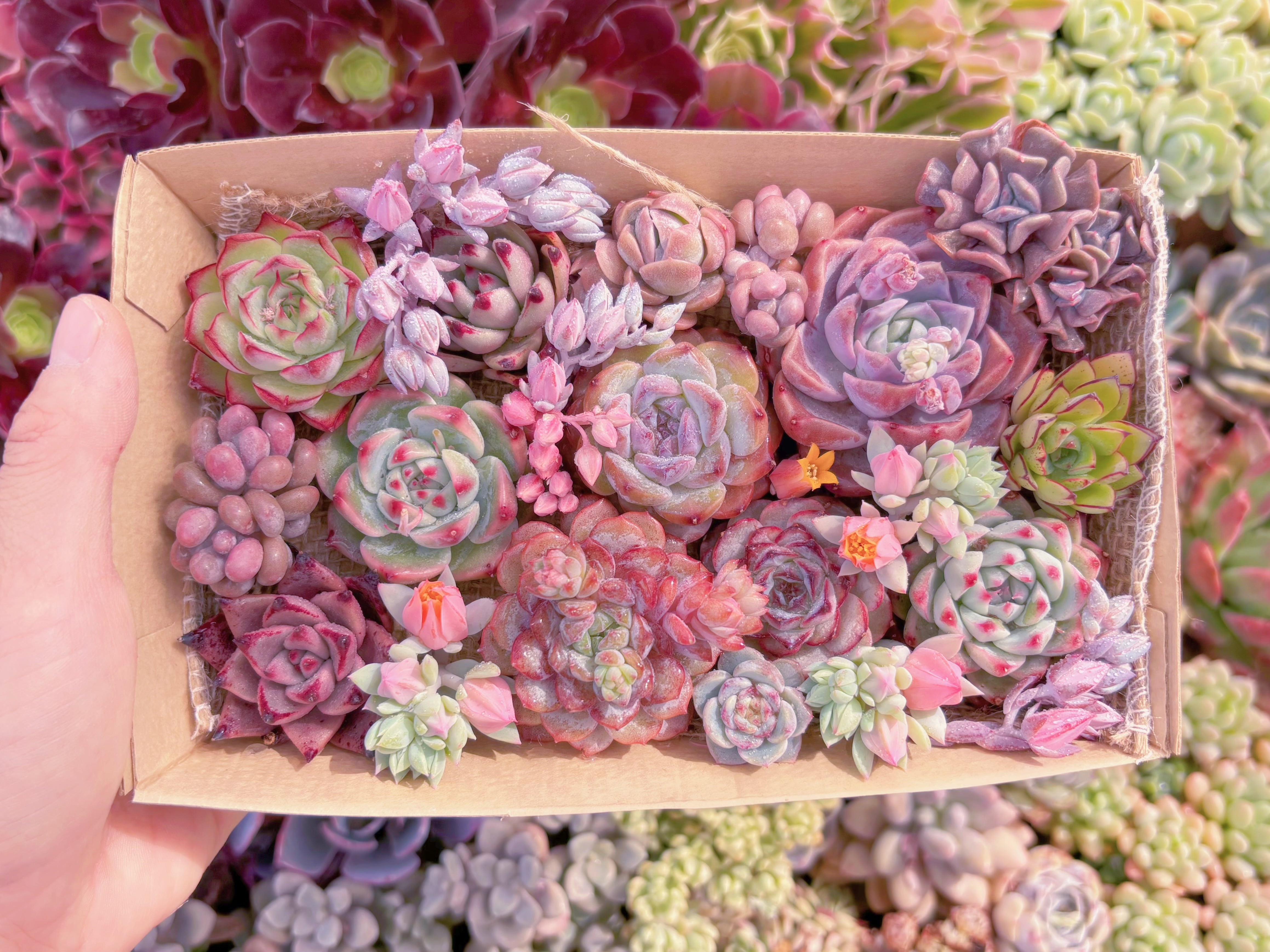 現品　寄せ植えセット#1180　12cmx20cm　るる農園