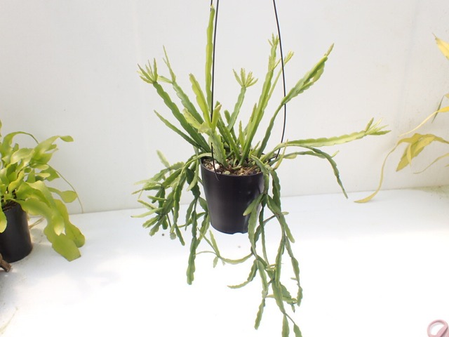 Rhipsalis micrantha　３．５号　吊り鉢