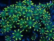 SelectionBaliShip ClovePolyp YellowGreen