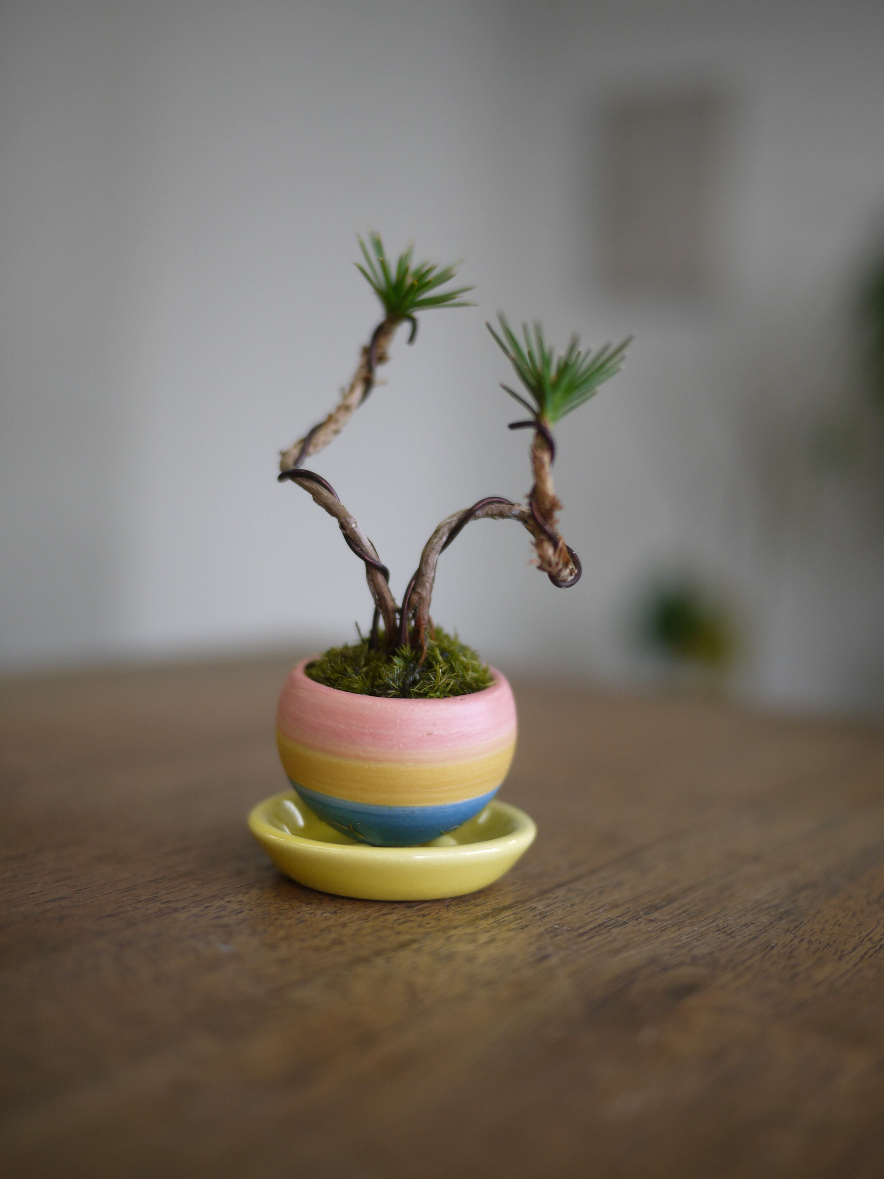 常豆盆栽（B）※受皿付き | BONJIN shop（盆栽をもっと身近な存在に）