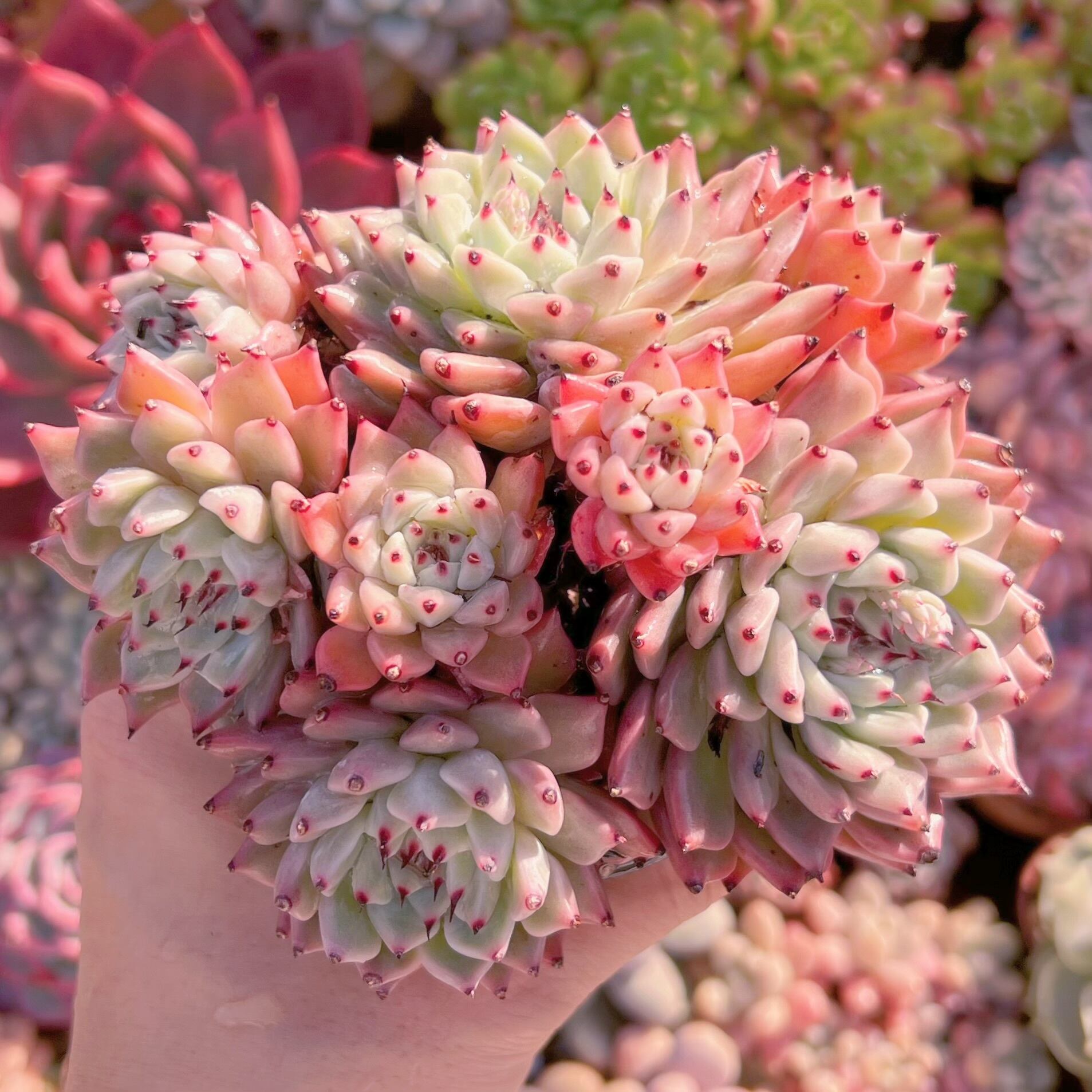 現品　ザラゴーサ#2218　大群生　新入荷