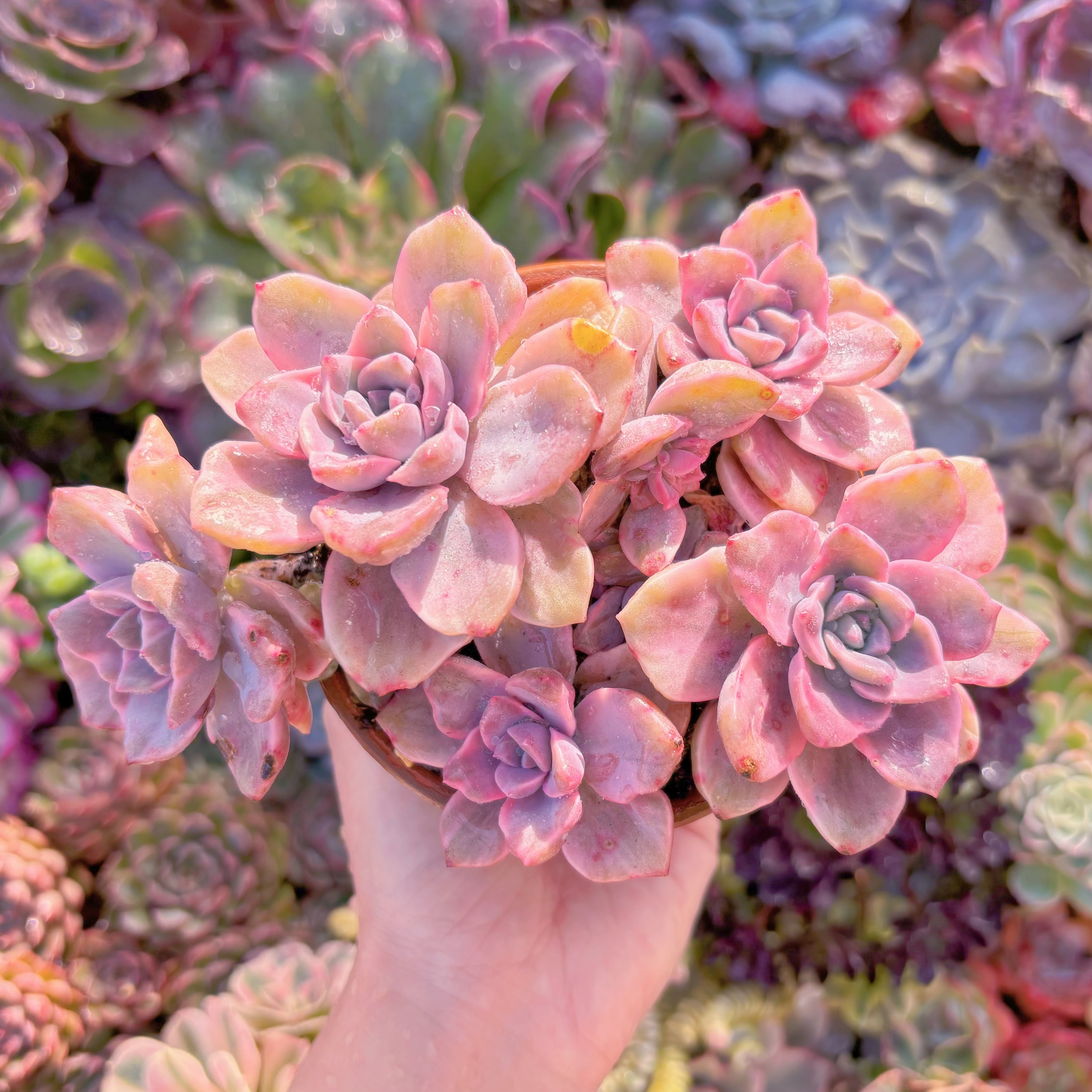 現品　リチャード錦#K034　大群生　直径約16cm  るる農園