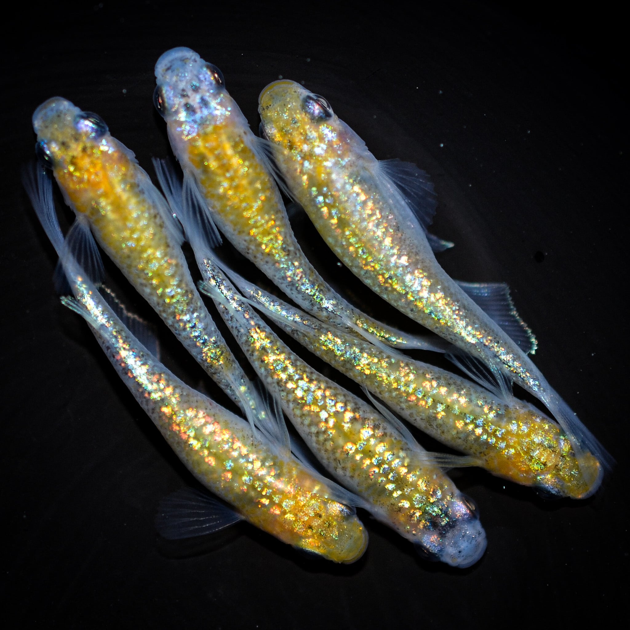 Sakana様 ◇伊香保FF スタッフおすすめ◇ オーロラ黄ラメ 松井ヒレ長 若魚（2022年