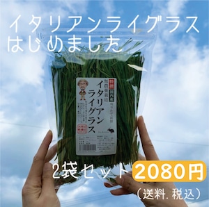 【販売中】イタリアンライグラス70g 2袋　ラビッツ