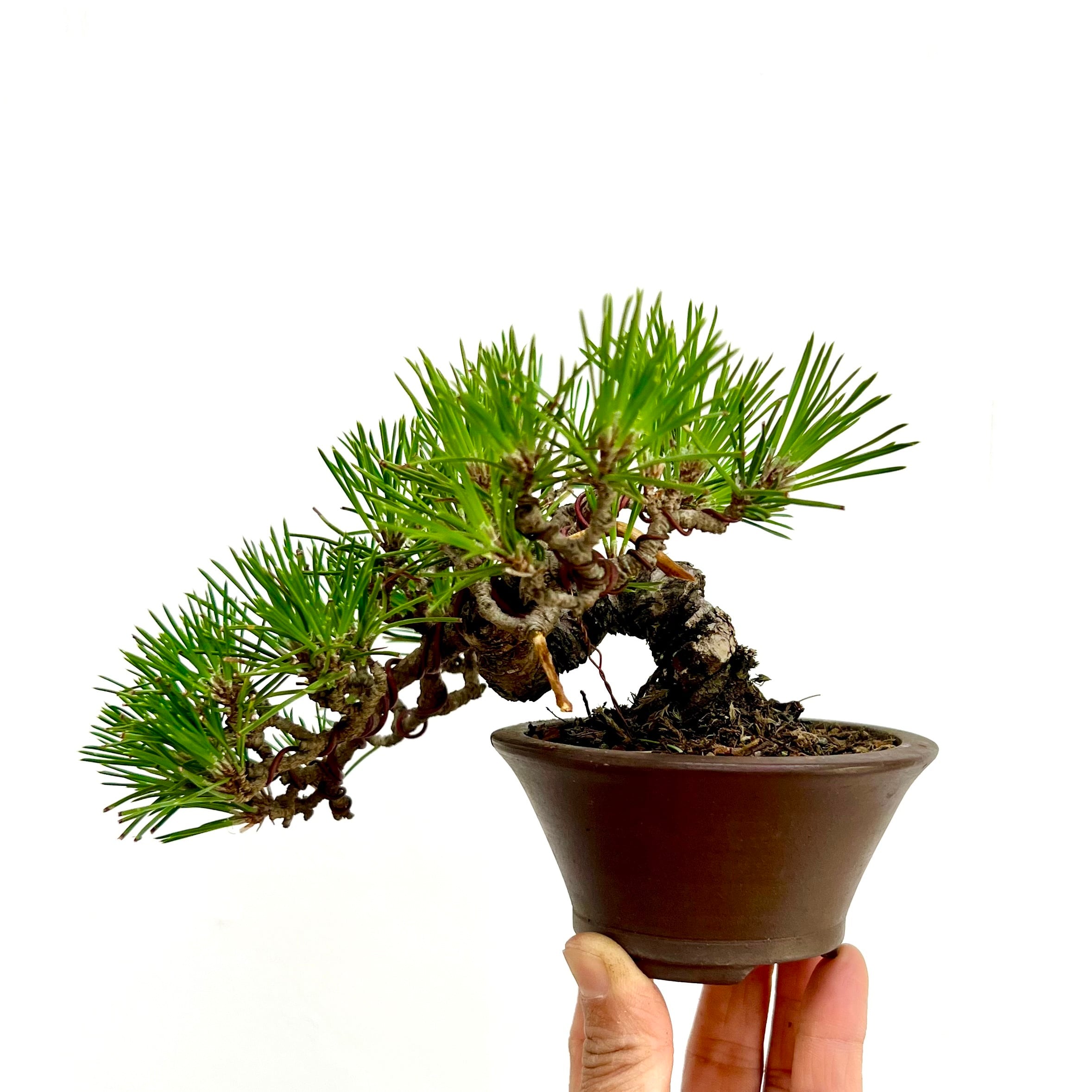 黒松のミニ盆栽｜流麗な懸崖を楽しむ一鉢｜高さ約15cm | BONSAI Labo
