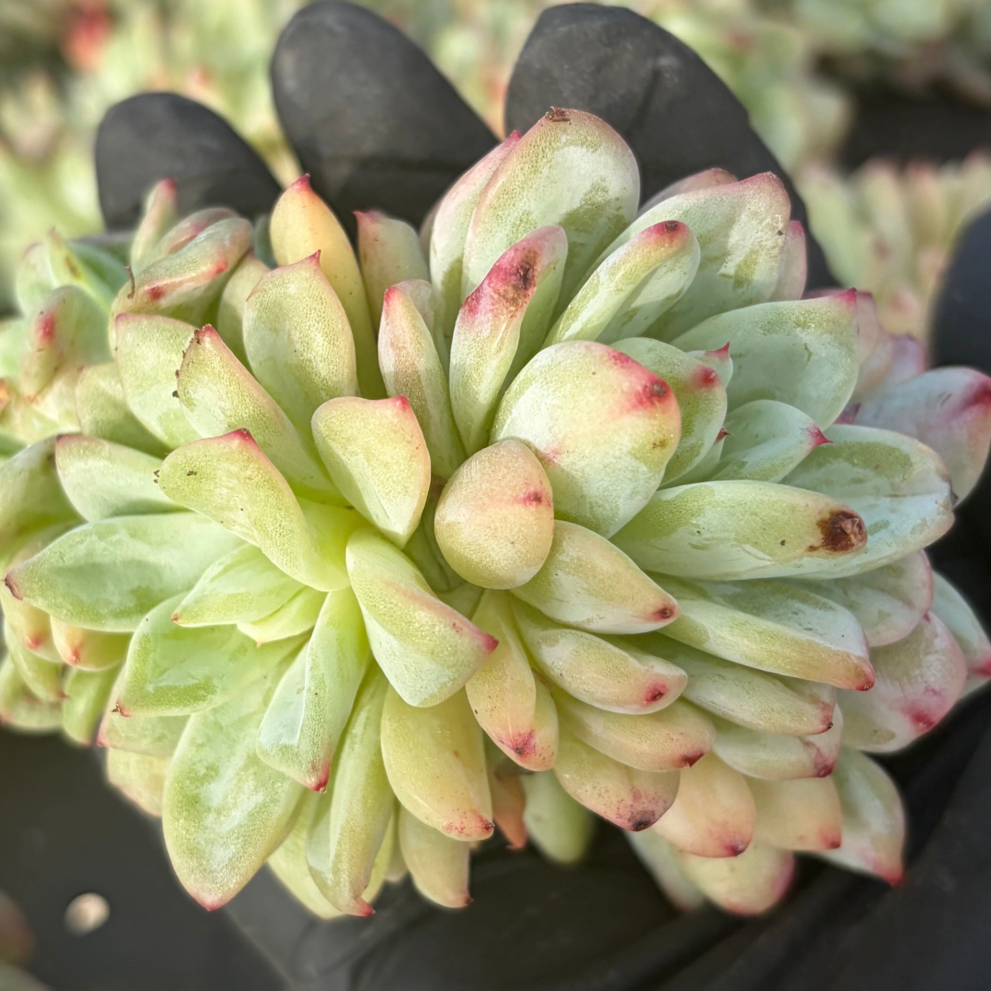 多肉植物 黒銅壺錦 アエオニウム レア 美苗 #黒d2 | PAY ID